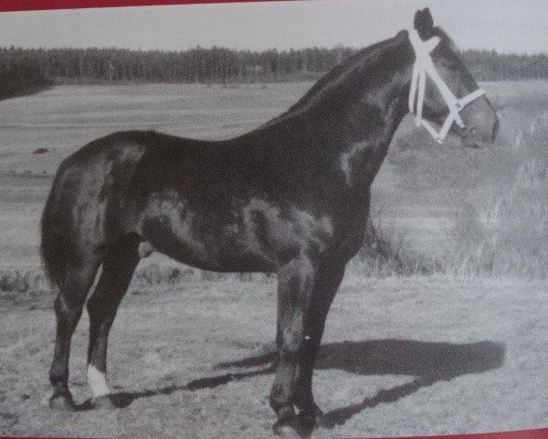 stallion Format Mo 1091 (Oldenburg, 1953, from Forstrat Mo 4014)