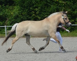 broodmare B.Pr/ St.Pr/ LS Chegal Charei (Fjord Horse, 2015, from Cadeau Halsnæs)