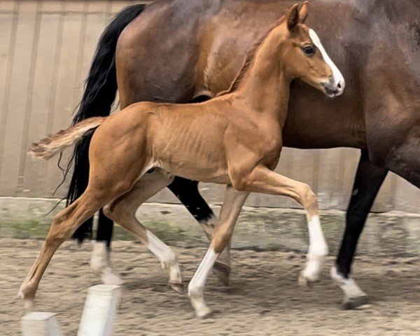 foal by Bontime PL (Hanoverian, 2024, from Bon Esprit)