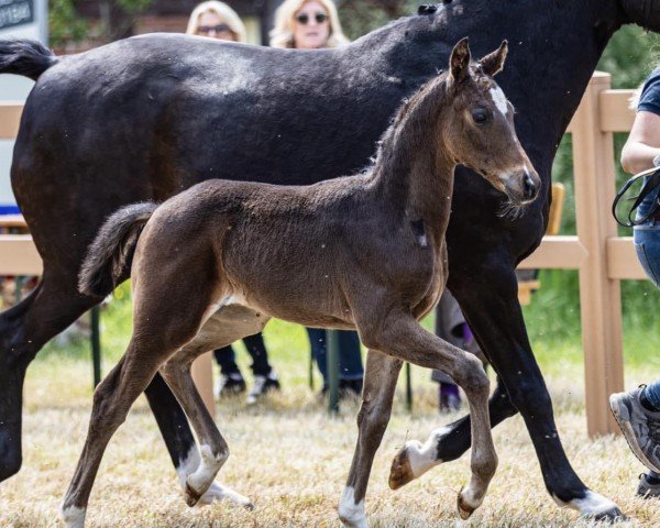 dressage horse Fame PL (Oldenburg, 2021, from Fürst Romancier)