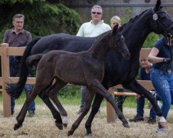 dressage horse Destination PL (Oldenburg, 2021, from Livaldon)