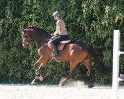 dressage horse Luke Scofield (German Sport Horse, 2017, from Lausitzer)