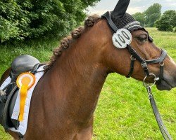 dressage horse Coco 251 (unknown, 2009)