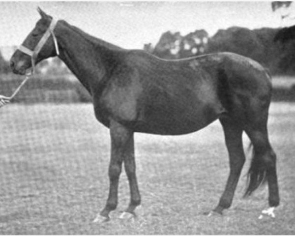 broodmare Chrysalis xx (Thoroughbred, 1876, from Lecturer xx)