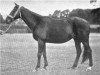 broodmare Chrysalis xx (Thoroughbred, 1876, from Lecturer xx)