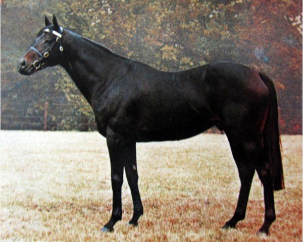 stallion Priamos xx (Thoroughbred, 1964, from Birkhahn xx)