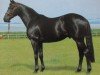 stallion Sahib xx (Thoroughbred, 1966, from Sir Gaylord xx)