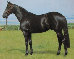 stallion Sahib xx (Thoroughbred, 1966, from Sir Gaylord xx)