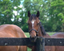 Springpferd Broadway State Of Mind (Westfale, 2023, von Bliss MF)