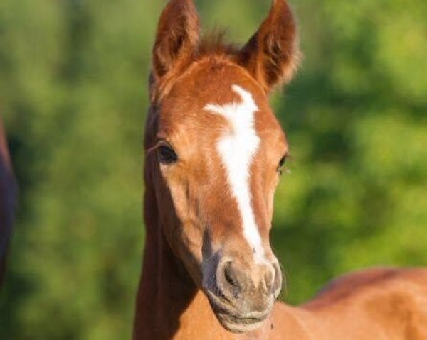 dressage horse Bellino 30 (Rhinelander, 2015, from Belissimo NRW)