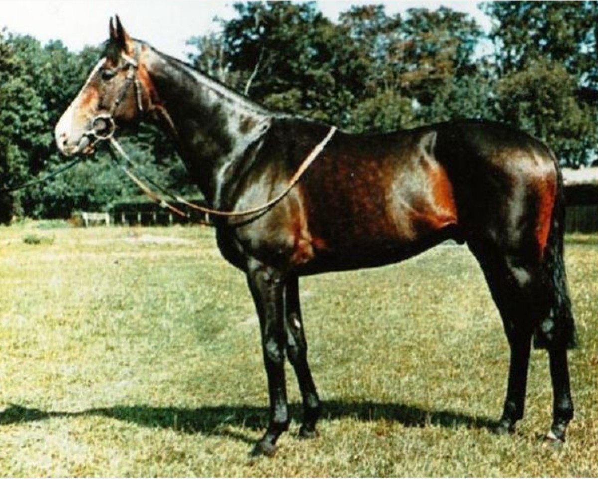 stallion Welsh Pageant xx (Thoroughbred, 1966, from Tudor Melody xx)