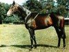 stallion Welsh Pageant xx (Thoroughbred, 1966, from Tudor Melody xx)