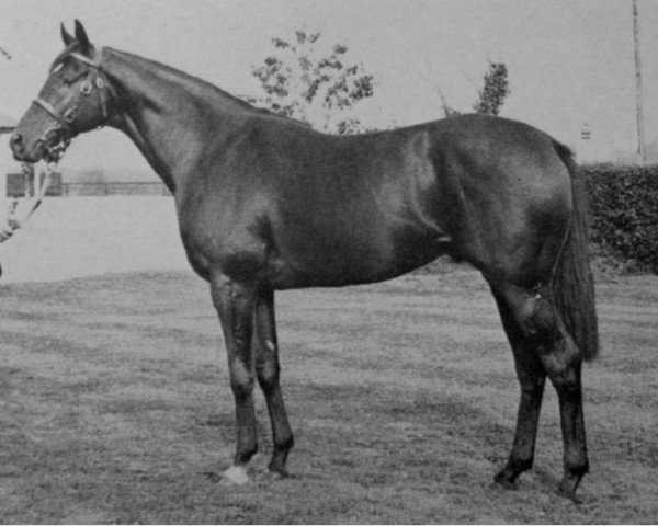 stallion Prince Tenderfoot xx (Thoroughbred, 1967, from Blue Prince xx)