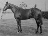 stallion Prince Tenderfoot xx (Thoroughbred, 1967, from Blue Prince xx)