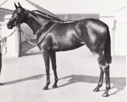 broodmare La Tendresse xx (Thoroughbred, 1959, from Grey Sovereign xx)