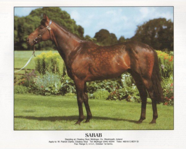 stallion Sarab (Thoroughbred, 1981, from Prince Tenderfoot xx)