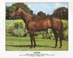 stallion Sarab (Thoroughbred, 1981, from Prince Tenderfoot xx)