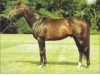 stallion Runnett xx (Thoroughbred, 1977, from Mummy's Pet xx)