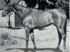 broodmare Emulsion xx (Thoroughbred, 1949, from Nepenthe xx)