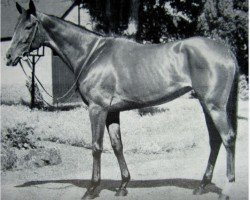 broodmare Emulsion xx (Thoroughbred, 1949, from Nepenthe xx)