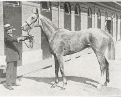 broodmare Frisky xx (Thoroughbred, 1919, from Isard xx)