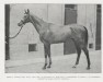 stallion Isard xx (Thoroughbred, 1910, from Le Samaritain xx)