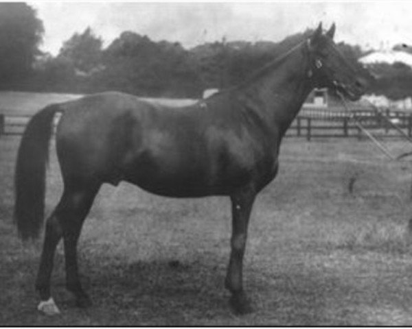 stallion Kilwarlin xx (Thoroughbred, 1884, from Arbitrator xx)