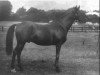 stallion Kilwarlin xx (Thoroughbred, 1884, from Arbitrator xx)