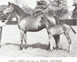 broodmare King's Cross xx (Thoroughbred, 1940, from King Salmon xx)