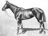 broodmare Electra xx (Thoroughbred, 1906, from Eager xx)