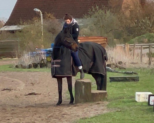 dressage horse Dimagi of Primera H (German Sport Horse, 2018, from Dimagico)