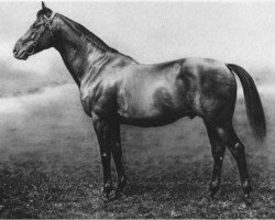 stallion Eager xx (Thoroughbred, 1894, from Enthusiast xx)