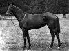 broodmare Sirenia xx (Thoroughbred, 1895, from Gallinule xx)