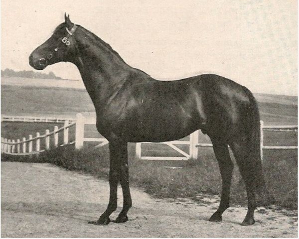 stallion Comedy King xx (Thoroughbred, 1923, from Son In Law xx)