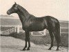 stallion Comedy King xx (Thoroughbred, 1923, from Son In Law xx)