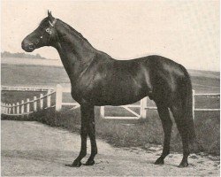 stallion Comedy King xx (Thoroughbred, 1923, from Son In Law xx)