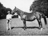 broodmare Comedienne xx (Thoroughbred, 1913, from Bachelor's Double xx)