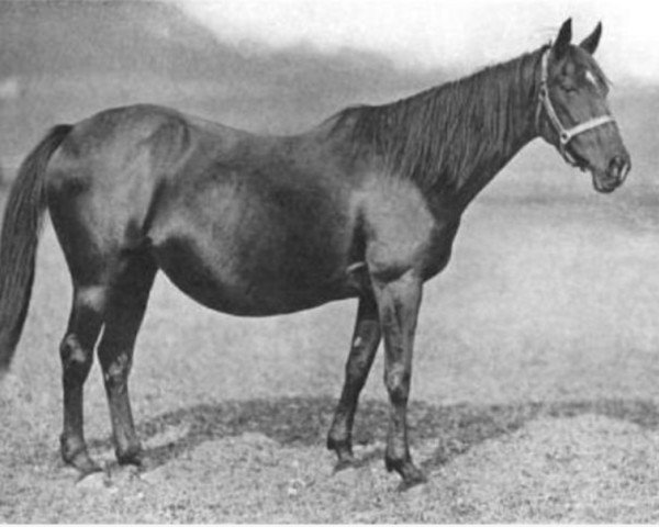 broodmare Navaretta xx (Thoroughbred, 1902, from Kilwarlin xx)