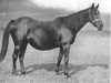 broodmare Navaretta xx (Thoroughbred, 1902, from Kilwarlin xx)