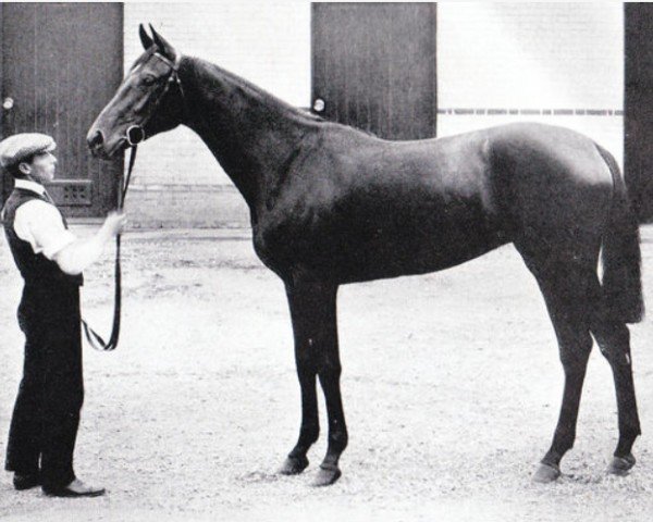 broodmare Verve xx (Thoroughbred, 1909, from Velocity xx)