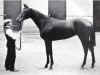 broodmare Verve xx (Thoroughbred, 1909, from Velocity xx)