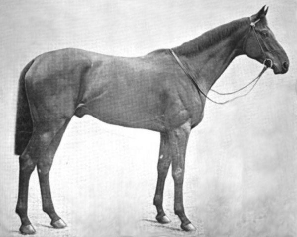 stallion Velocity xx (Thoroughbred, 1902, from Speed xx)