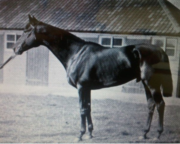 stallion Speed xx (Thoroughbred, 1891, from Hampton xx)