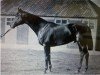 stallion Speed xx (Thoroughbred, 1891, from Hampton xx)