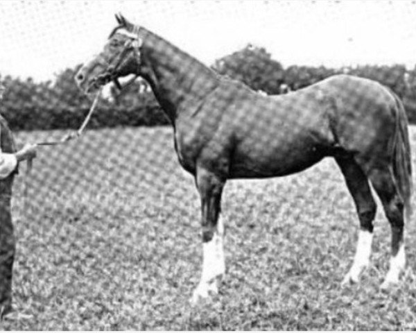 stallion Baliol xx (Thoroughbred, 1879, from Blair Athol xx)