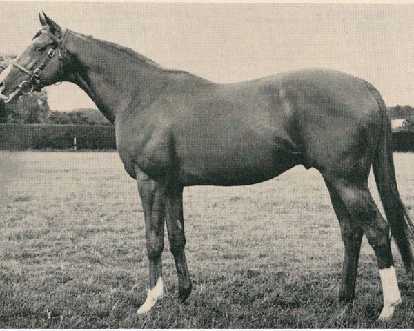 stallion Midsummer Night xx (Thoroughbred, 1957, from Djeddah xx)