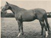 stallion Midsummer Night xx (Thoroughbred, 1957, from Djeddah xx)