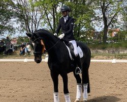 dressage horse Zapardo Kr (Oldenburg, 2017, from Birkhof's Zalando OLD)