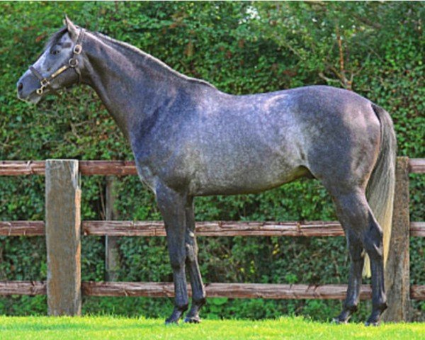 stallion Silver Frost xx (Thoroughbred, 2006, from Verglas xx)