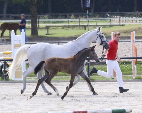 foal by Cabrio's Deugniet SH (Westphalian, 2024, from Cabrio van de Heffinck)